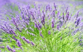 Purple lavender growing in a garden border