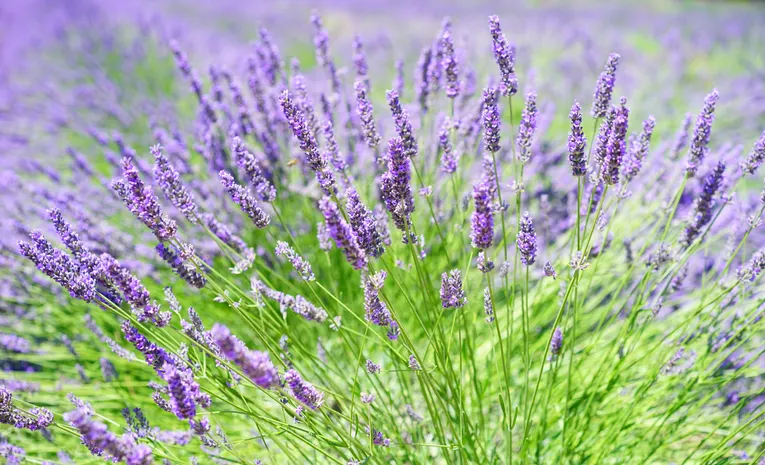 Best Low-Maintenance Garden Plants for UK Gardens