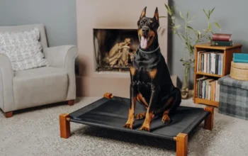 Doberman dog resting on a bed in a stylish living room
