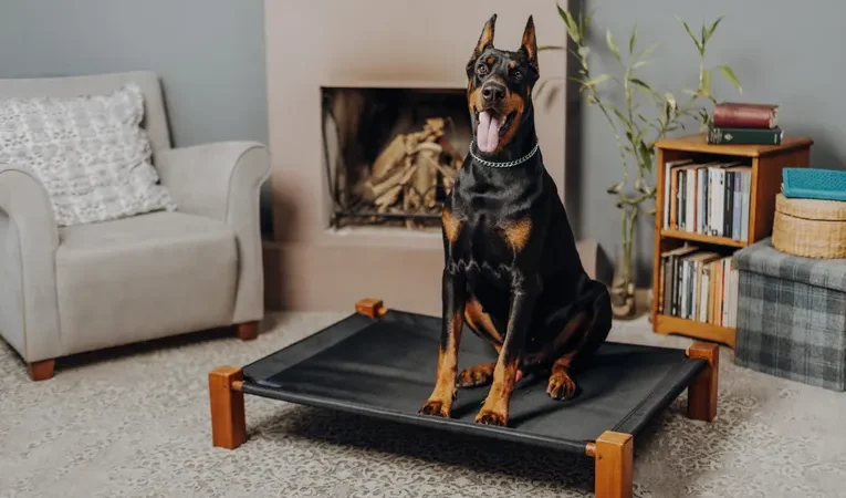 Doberman dog resting on a bed in a stylish living room