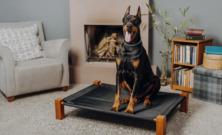 Doberman dog resting on a bed in a stylish living room